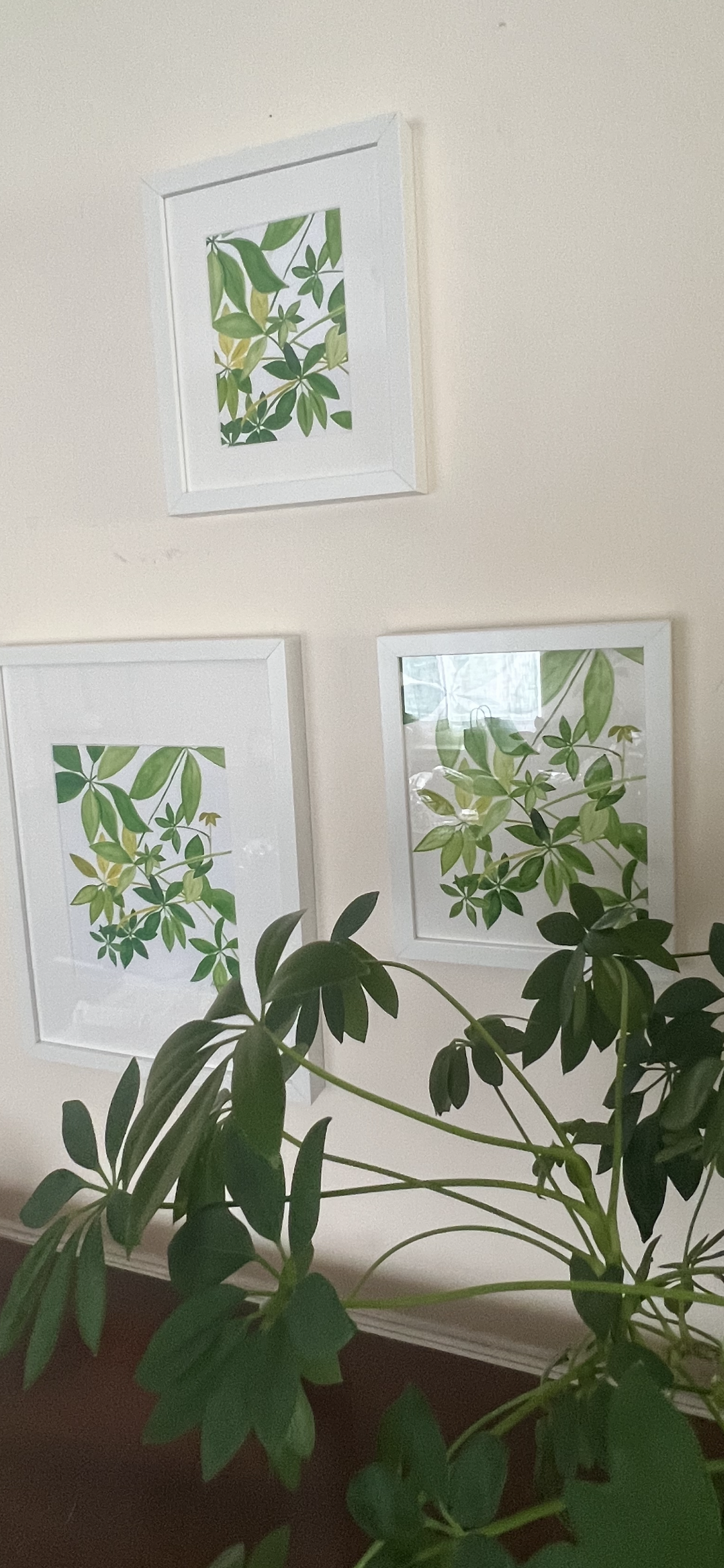 Scheflerra “Umbrella” plant, watercolor print on paper. Size 8 by 10 inches.